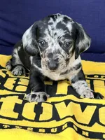 💙Smokey💙, a male Miniature Dachshund for sale in Plum, PA – 9 of 10
