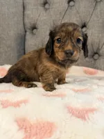 🩷April🩷, a female Miniature Dachshund for sale in Plum, PA – 3 of 4