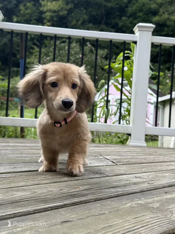 💕Paisley💕 – Miniature Dachshund puppy for sale in Plum, PA