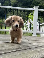 💕Paisley💕, a female Miniature Dachshund for sale in Plum, PA – 1 of 9