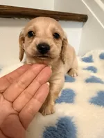 💙Boba💙, a male Miniature Dachshund for sale in Plum, PA – 3 of 6