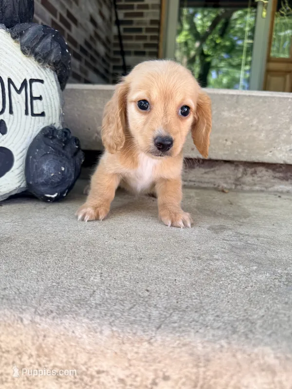 💜Penny💜 – Miniature Dachshund puppy for sale in Plum, PA