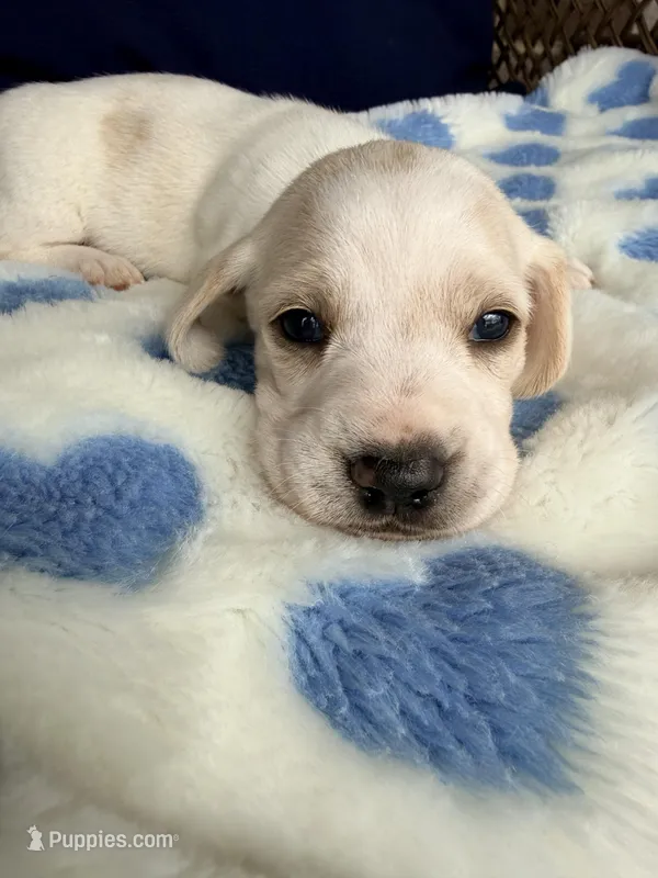 💙Hank🩵, a male Miniature Dachshund for sale in Plum, PA – Photo 1 of 6