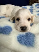 💙Hank🩵, a male Miniature Dachshund for sale in Plum, PA – Photo 1 of 6