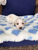 💙Hank🩵, a male Miniature Dachshund for sale in Plum, PA – Photo 5 of 6