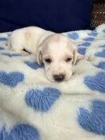 💙Hank🩵, a male Miniature Dachshund for sale in Plum, PA – Photo 3 of 6