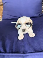 💙Hank🩵, a male Miniature Dachshund for sale in Plum, PA – Photo 2 of 10