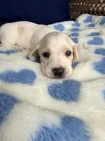 💙Hank🩵, a male Miniature Dachshund for sale in Plum, PA – Photo 4 of 6