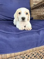 💙Hank🩵, a male Miniature Dachshund for sale in Plum, PA – Photo 3 of 10