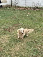 💙Hank🩵, a male Miniature Dachshund for sale in Plum, PA – Photo 9 of 10