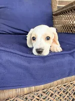 💙Hank🩵, a male Miniature Dachshund for sale in Plum, PA – Photo 6 of 10