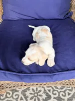 💙Hank🩵, a male Miniature Dachshund for sale in Plum, PA – Photo 4 of 10