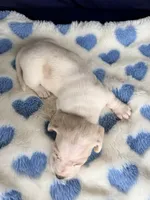 💙Hank🩵, a male Miniature Dachshund for sale in Plum, PA – Photo 6 of 6