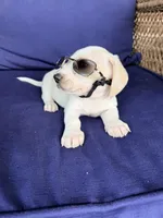 💙Hank🩵, a male Miniature Dachshund for sale in Plum, PA – Photo 5 of 10