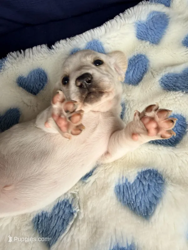 💙Hank🩵 – Miniature Dachshund puppy for sale in Plum, PA