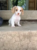 🩷Daisy🩷, a female Miniature Dachshund for sale in Plum, PA – 6 of 10