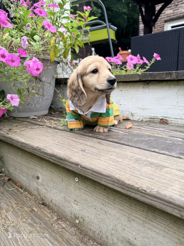 💚Guinness💚 – Miniature Dachshund puppy for sale in Plum, PA