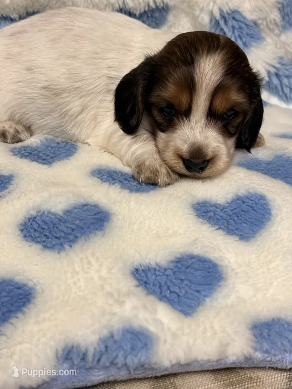 💙Chip💙 – Miniature Dachshund puppy for sale in Plum, PA