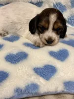 💙Chip💙, a male Miniature Dachshund for sale in Plum, PA – 1 of 7