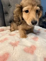 💕Paisley💕, a female Miniature Dachshund for sale in Plum, PA – 3 of 8