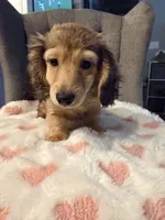 💕Paisley💕, a female Miniature Dachshund for sale in Plum, PA – 2 of 8