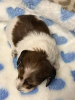 🩵Charley🩵, a male Miniature Dachshund for sale in Plum, PA – 2 of 7