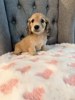 🩷Lil Miss Dolly🩷, a female Miniature Dachshund for sale in Plum, PA – 6 of 9