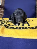 💚Onyx💚, a male Miniature Dachshund for sale in Plum, PA – 6 of 6