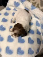 💙Chip💙, a male Miniature Dachshund for sale in Plum, PA – 4 of 7