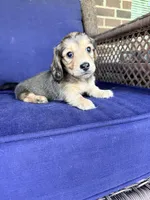 💙Gus💙, a male Miniature Dachshund for sale in Plum, PA – 3 of 8