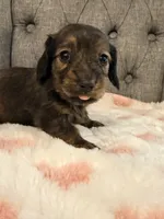 ❤️May❤️, a female Miniature Dachshund for sale in Plum, PA – 2 of 2