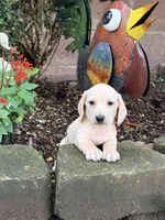 🩵Olaf🩵, a male Miniature Dachshund for sale in Plum, PA – 4 of 8