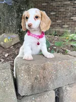 🩷Daisy🩷, a female Miniature Dachshund for sale in Plum, PA – 4 of 10