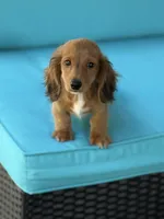 Jake, a male Miniature Dachshund for sale in Plum, PA – Photo 3 of 10