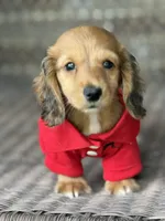 Jake, a male Miniature Dachshund for sale in Plum, PA – Photo 4 of 10