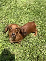 Jake, a male Miniature Dachshund for sale in Plum, PA – Photo 10 of 10
