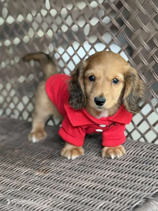 Jake, a male Miniature Dachshund for sale in Plum, PA – Photo 1 of 10