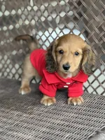 Jake, a male Miniature Dachshund for sale in Plum, PA – Photo 1 of 10