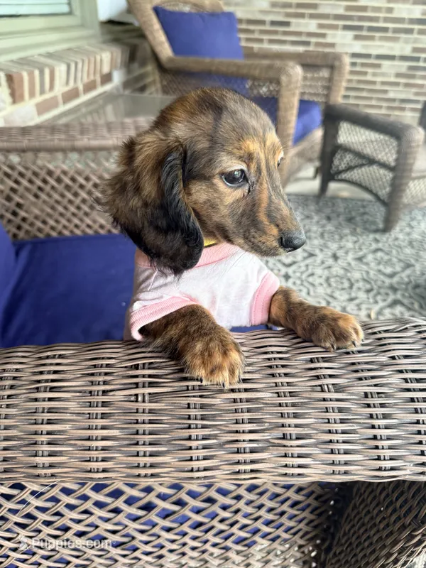 ❤️Maisy❤️ – Miniature Dachshund puppy for sale in Plum, PA