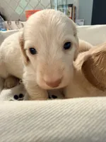 💚Fozzy💚, a male Miniature Dachshund for sale in Plum, PA – 5 of 8