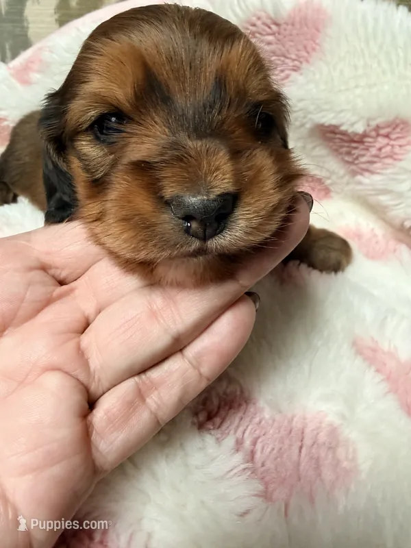 🩷Clara🩷 – Miniature Dachshund puppy for sale in Plum, PA
