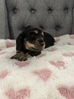 Hadley, a female Miniature Dachshund for sale in Plum, PA – Photo 6 of 10