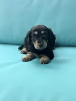 Hadley, a female Miniature Dachshund for sale in Plum, PA – Photo 2 of 10