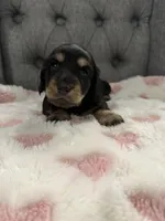 Hadley, a female Miniature Dachshund for sale in Plum, PA – Photo 8 of 10