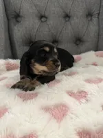 Hadley, a female Miniature Dachshund for sale in Plum, PA – Photo 5 of 10