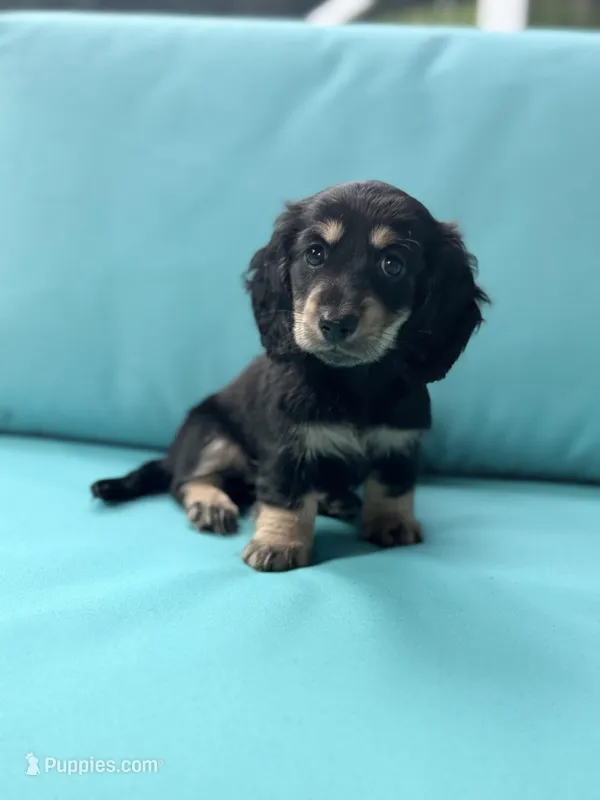 Hadley, a female Miniature Dachshund for sale in Plum, PA – Photo 1 of 10