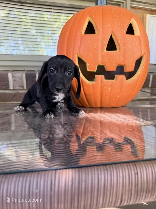 💚Jet💚 – Miniature Dachshund puppy for sale in Plum, PA