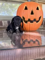 💚Jett💚, a male Miniature Dachshund for sale in Plum, PA – 3 of 9