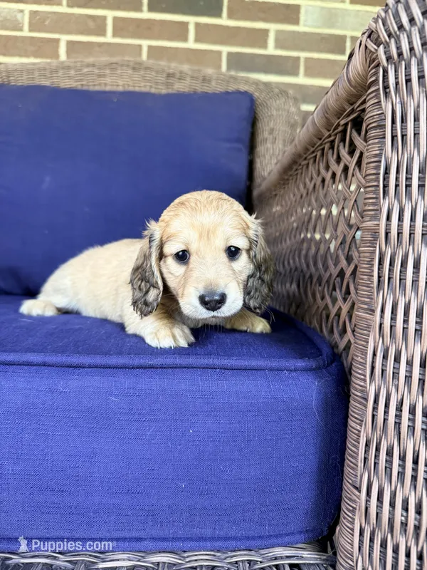 💚Guinness💚 – Miniature Dachshund puppy for sale in Plum, PA