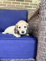 💚Guinness💚, a male Miniature Dachshund for sale in Plum, PA – 1 of 8
